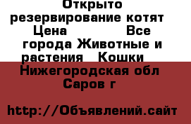 Открыто резервирование котят › Цена ­ 15 000 - Все города Животные и растения » Кошки   . Нижегородская обл.,Саров г.